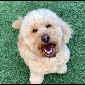 Meet your Posher, Hava